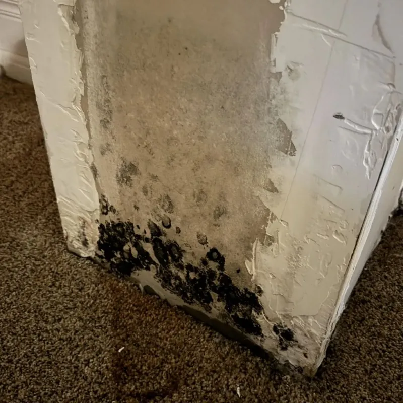 Professional Mold Removal in Riverside, OH